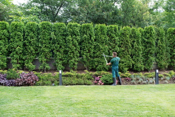 Trusted Atlanta, IL Tree Removal and Landscaping Services Experts